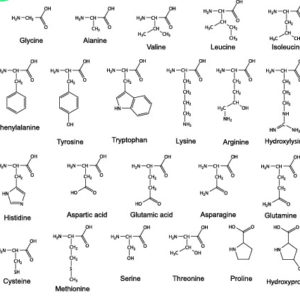 Amino Acids